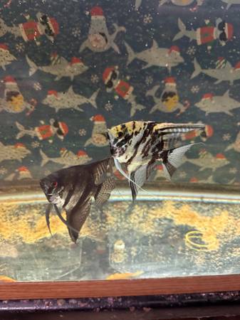 Angelfish pair