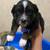 Mini Aussie pups 4 thumbnail
