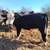 Weaned black white face Brahman Cross bull calf 2 thumbnail