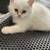 Sweet 8 weeks old scottish kitten looking for a loving home 1 thumbnail