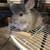 Chinchillas 1 thumbnail