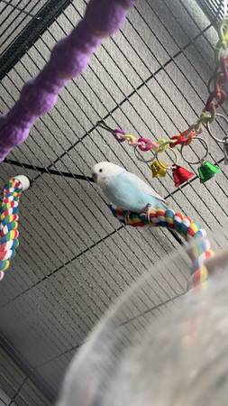 Birds with cage (Las Vegas)63871910708609121