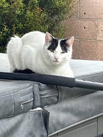 Lost cat (Camarillo)64144095068163120