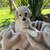 pups 1 thumbnail