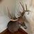 Deer mount 2 thumbnail