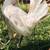 Gallo gallos pollos stag polla roosters gamefowl 5 thumbnail