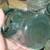 MASON JAR 7 LOT Food Fruit Storage Jars Lot Glass Ball Perfect Brand 5 thumbnail