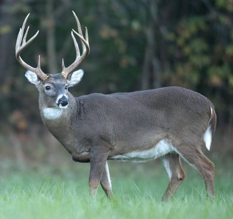 $1,495,000 / 3br - DEER DAYS OF FALL * OWN A PRIME HUNTING FARM AND FISHING TOO! (GOLTS)