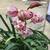 Large flowering cymbidium orchid plant in a nice glazed pot 2 thumbnail