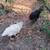 Beautiful barbed Rock rooster giant Jersey & white w/cream rooster 6 thumbnail