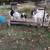 Boer goats for sale 5 thumbnail