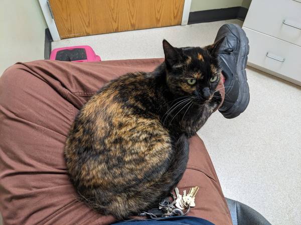 Lost tortoise shell (black/ginger) female cat (Huntsville)64151734685442120