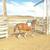 yrlg grade paint colt / horse 7 thumbnail