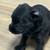 Rehoming 4 puppies 8 thumbnail