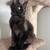 Mainecoon kitten 2 thumbnail