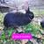 Rabbits 2 thumbnail