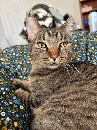 Cat Boarding Services 1