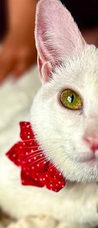 $50 rehoming- beautiful cat! Please we really need help!63920763465347123