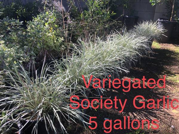 * variegated society garlic * & many more drought tolerant plants * 1