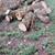 Ash tree remains 1 thumbnail