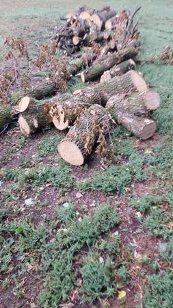 Ash tree remains 1
