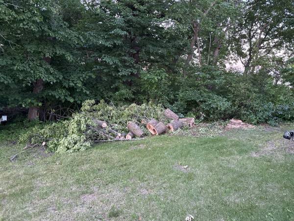 Free firewood 1