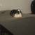 Rehoming Bunny! 3 thumbnail