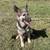 German Shepherd pup 1 thumbnail