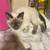 Siamese 1 thumbnail