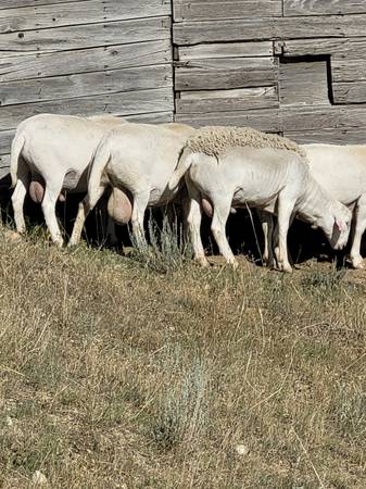 Katahdin rams 1