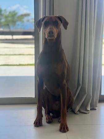 Evening Wellness Walks for Women – With an AKC CGC-Certified Red Doberman 1