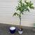 Two-Metre Tall Money Tree 4 thumbnail