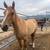 3 year old gelding 4 thumbnail