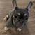 6 months old Male Lilac& tan blue eyes French Bulldog for apdoption 2 thumbnail