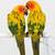 Baby Sun Conure ** 3 Months Old, Tame & Very Friendly ** 2 thumbnail