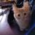ORANGE TABBY KITTEN 4 thumbnail