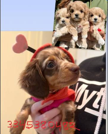 goldenHeart 4 dachshunds 1 maltipoo pups 1