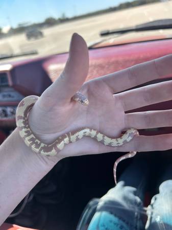 BABY KINGSNAKE (Enterprise)64027978694659120