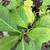 Hydrangea 1 thumbnail