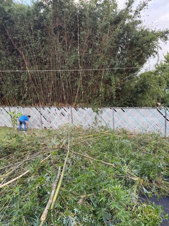 Free cut bamboo 1