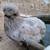Silkie Hens ~All Feather Types Silkie, Satin, Frizzle, Satin Frizzle 3 thumbnail