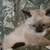 Siamese kitten 1 thumbnail