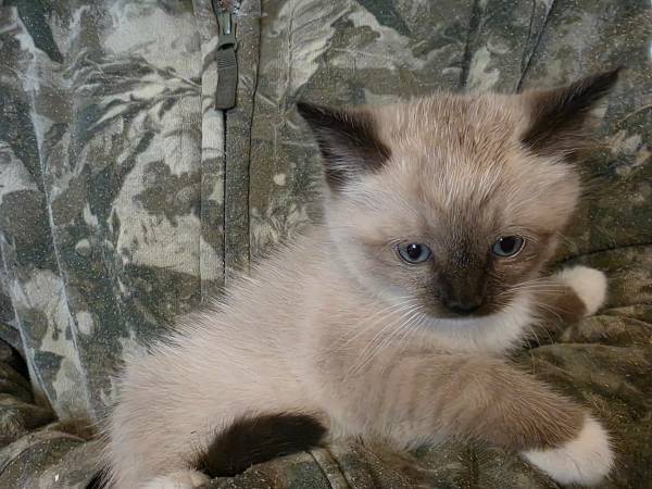 Siamese kitten 1
