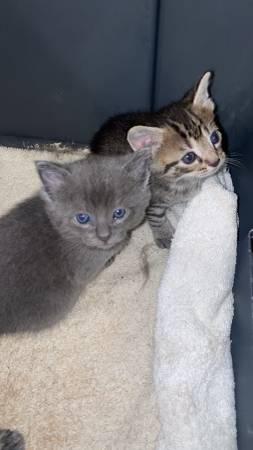 Kittens!!63902987627906120