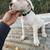 Dogo Argentino puppy 2 thumbnail