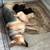 German Shepherd Puppies – 7 Weeks – $800 12 thumbnail