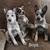 Blue heelers 1 thumbnail