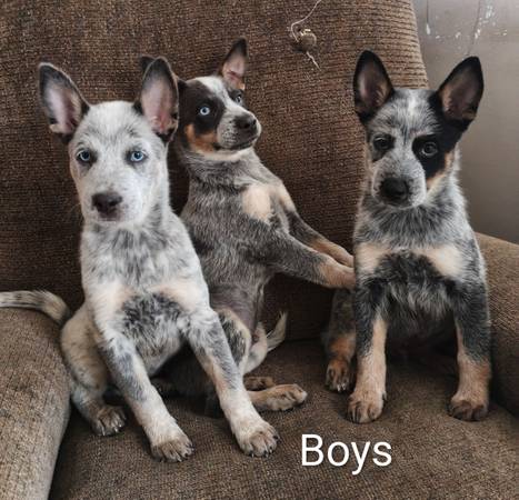 Blue heelers 1