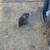 Pom pup 6 thumbnail