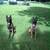 Belgium Malinois 4 thumbnail